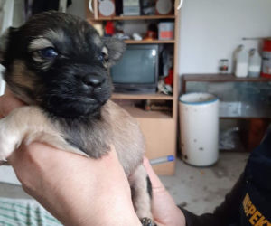 Chory mężczyzna zamknięty w domu z 28 psami! Horror na Sądecczyźnie!