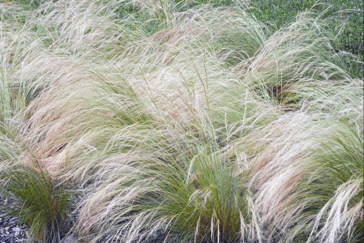 Ostnica cieniutka ‘Ponytails’
