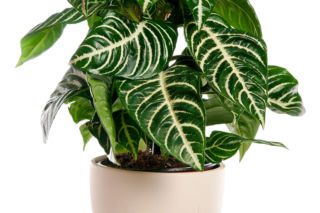 Afelandra stercząca