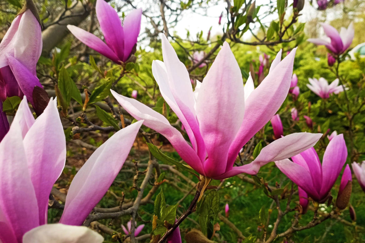 Magnolie w Szczecinie