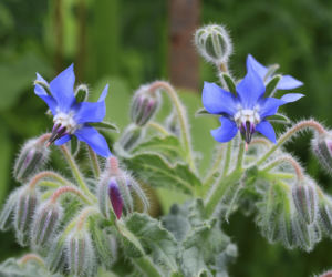 Wysiej to w marcu, a będziesz mieć najlepszy nawóz do hortensji na cały sezon. Stymuluje wielkie kwiaty i sprawia, że krzew nabiera kształtów. Nawożenie hortensji bez chemii
