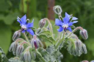 Wysiej to w marcu, a będziesz mieć najlepszy nawóz do hortensji na cały sezon. Stymuluje wielkie kwiaty i sprawia, że krzew nabiera kształtów. Nawożenie hortensji bez chemii