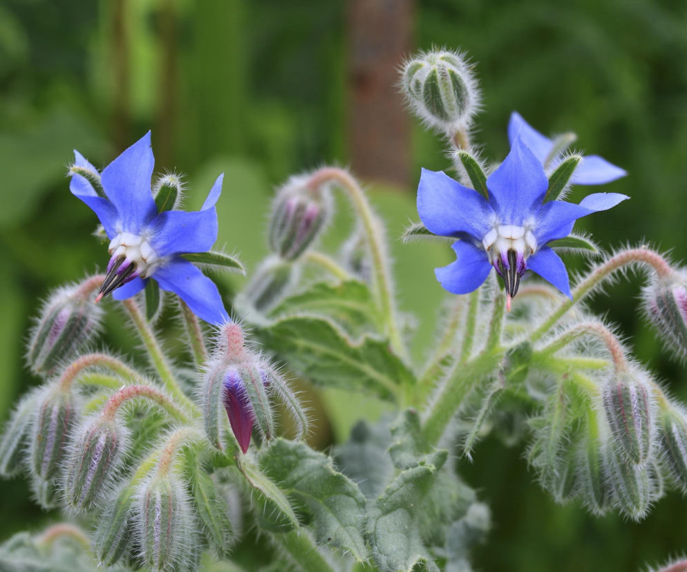 Borago officinalis