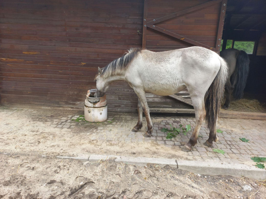 Mini ZOO w Lesznie ma nowych mieszkańców. To owce, konie i osioł