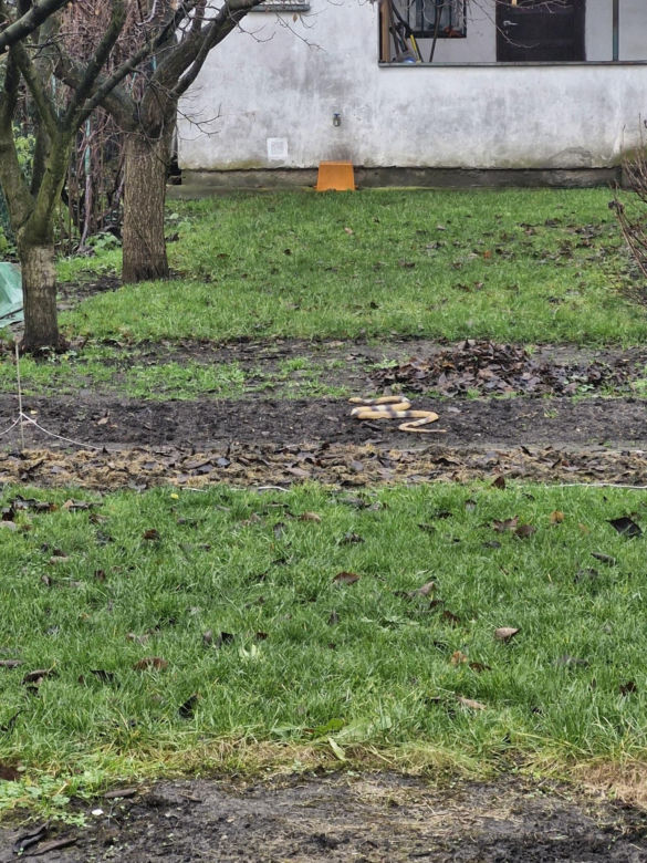 Nietypowe interwencje poznańskiej straży miejskiej