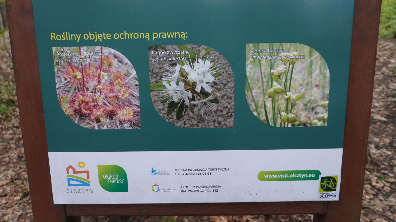 Leży w pobliżu centrum Olsztyna i wygląda bajecznie wiosną. Zobacz piękny rezerwat Mszar [ZDJĘCIA]