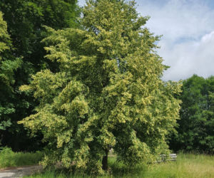 Lipa szerokolistna