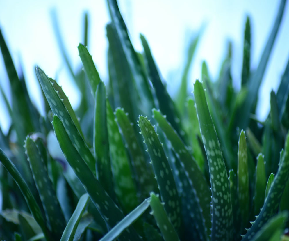 Aloes - jak działa na zdrowie i urodę?