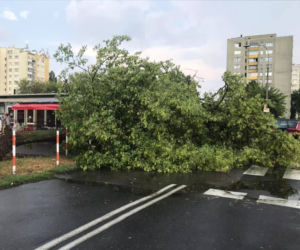 Kataklizm na Bielanach: Wichura, ulewa, powyrywane z korzeniami drzewa, zniszczone samochody!