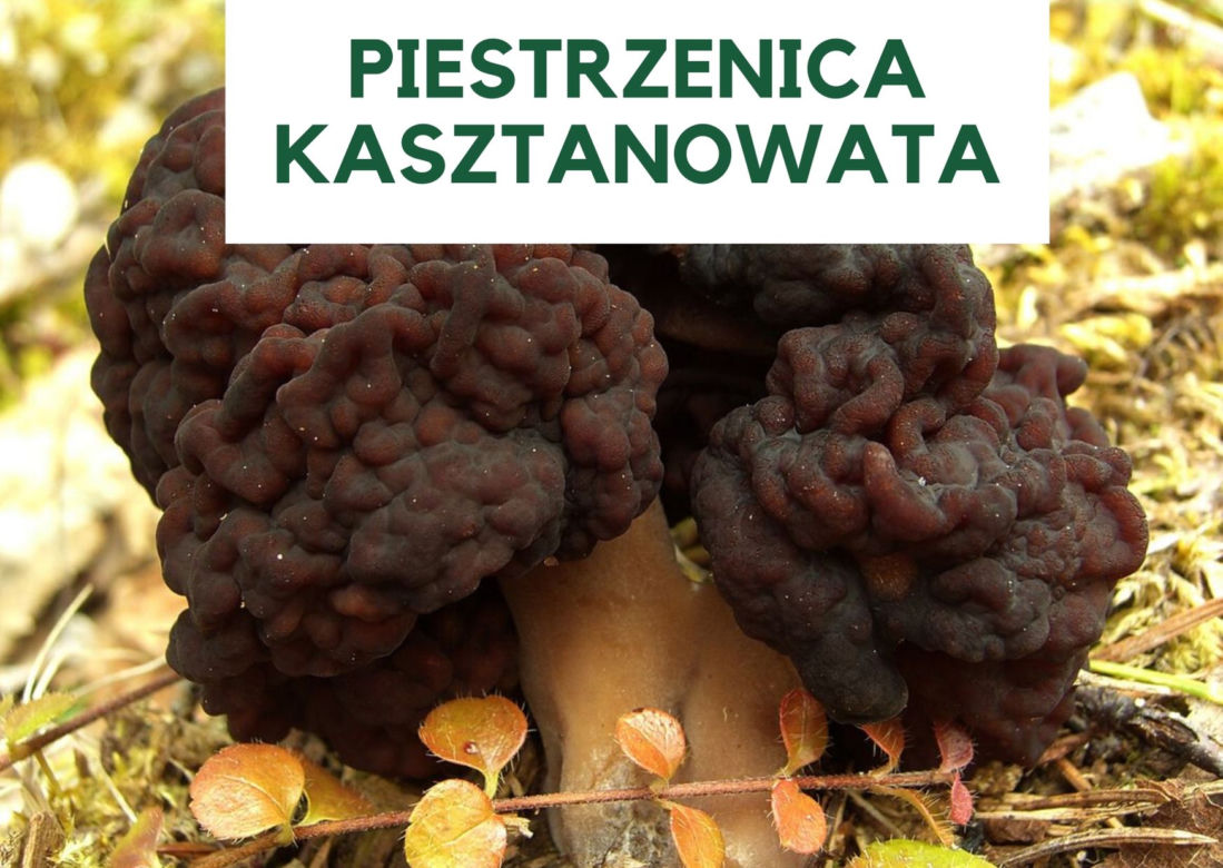 Najbardziej trujące grzyby w Polsce. Ich zjedzenie grozi śmiercią! [GALERIA]