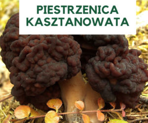 Najbardziej trujące grzyby w Polsce. Ich zjedzenie grozi śmiercią! [GALERIA]