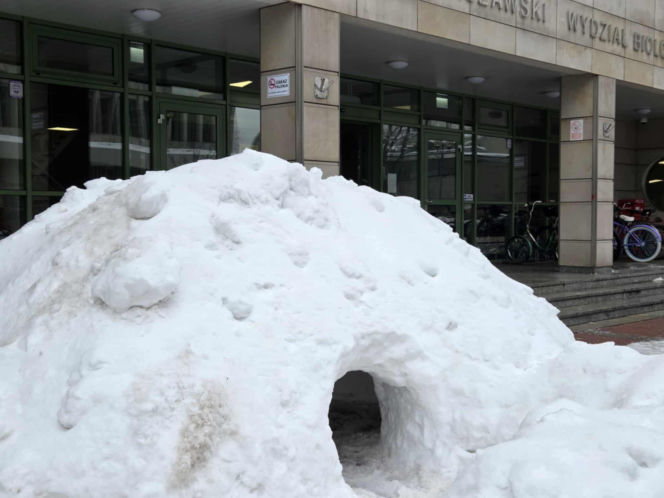 Igloo powstało przed wejściem na Wydział Biologii UW - zima 2026