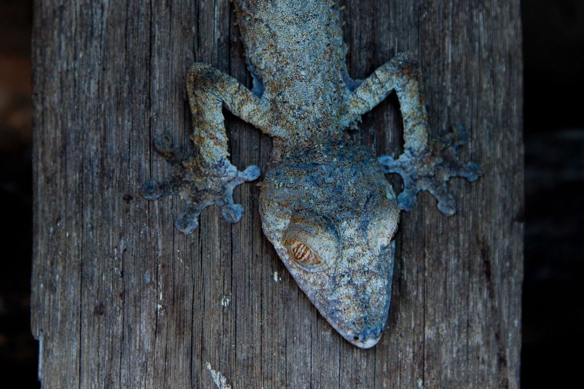Płaskogon Henkela (Uroplatus henkeli)