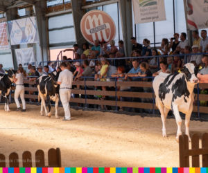 Targi rolnicze w Szepietowie 2019