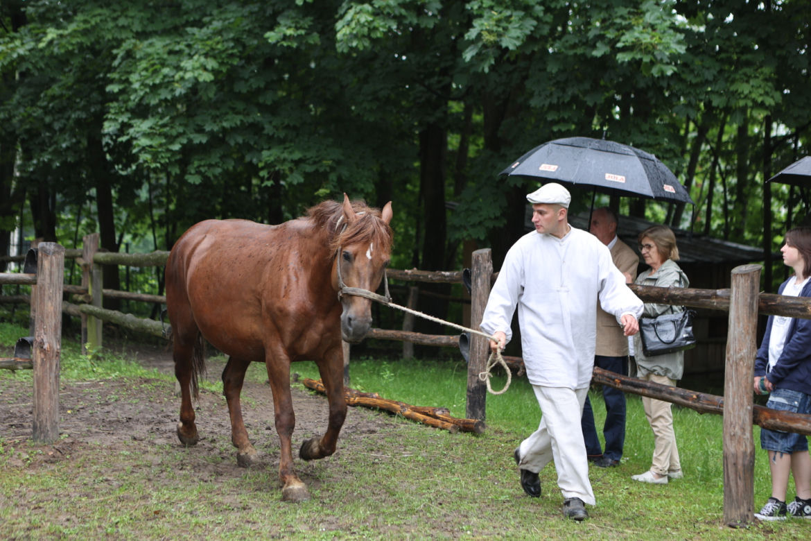Jarmark koński w Muzeum Wsi Lubelskiej