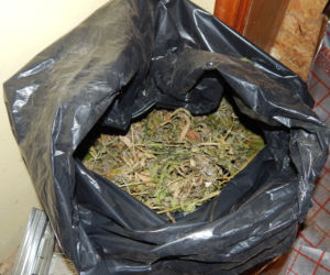 Dwie duże plantacje marihuany zlikwidowane w kujawsko-pomorskiem [ZDJĘCIA]