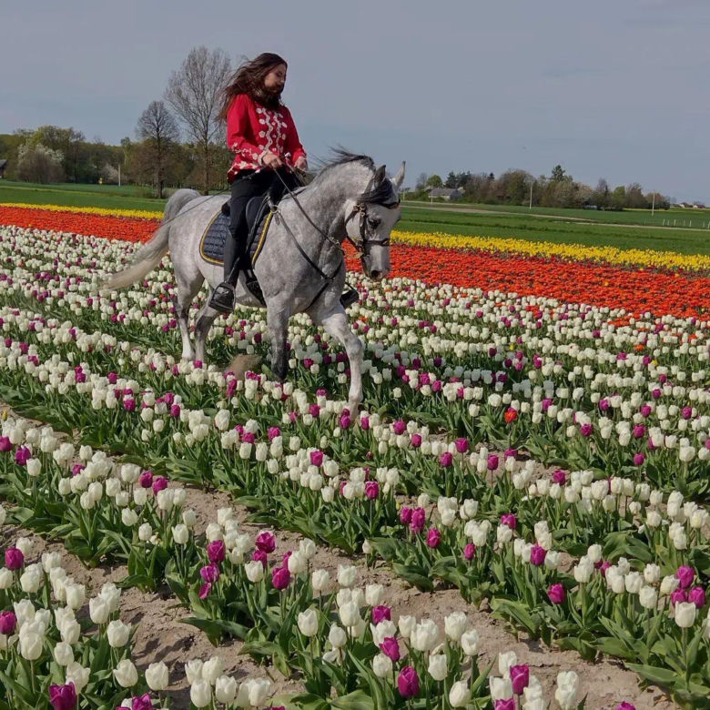 Tulipany w Świętokrzyskiem