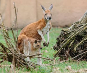 W Łódzkim ZOO na świat przyszedł mały kangurek