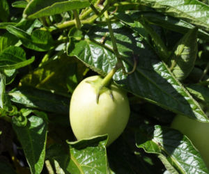 Pepino