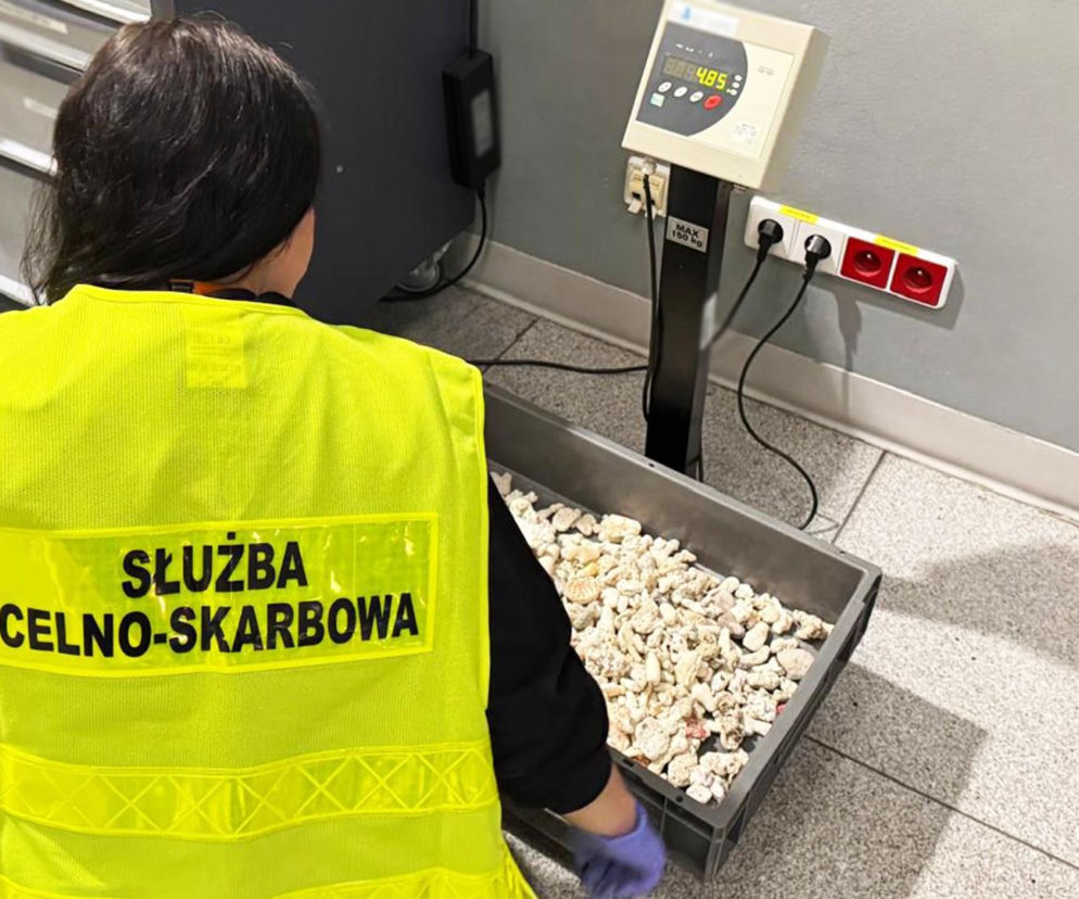 Wrócił z wakacji z nielegalną pamiątką. Pozbierał na plaży 