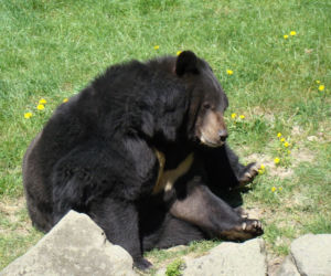 Tak wyglądają zwierzęta mieszkające w śląskim ZOO