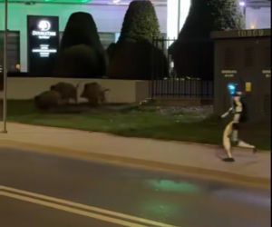 Robot humanoidalny Edward Warchocki przegania dziki w stolicy. Nagranie stało się hitem sieci