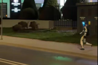 Robot humanoidalny Edward Warchocki przegania dziki w stolicy. Nagranie stało się hitem sieci