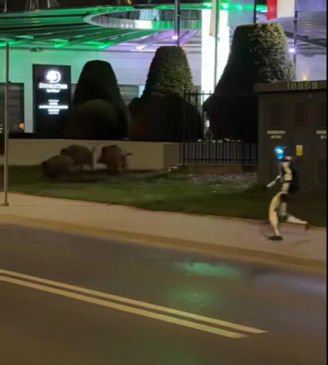 Robot humanoidalny Edward Warchocki przegania dziki w stolicy. Nagranie stało się hitem sieci