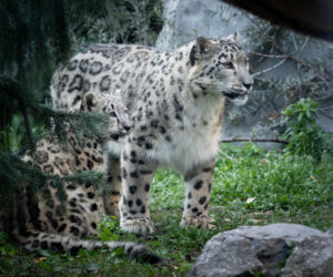 Zwierzak Roku 2025 Warszawskiego ZOO. Oto nominowane zwierzaki