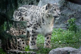 Zwierzak Roku 2025 Warszawskiego ZOO. Oto nominowane zwierzaki