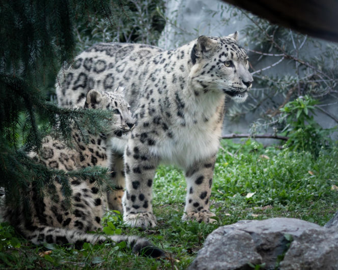 Irbis śnieżny Suri