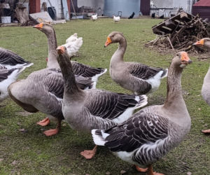 Półroczna Lusia udusiła się w paczce