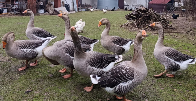 Półroczna Lusia udusiła się w paczce