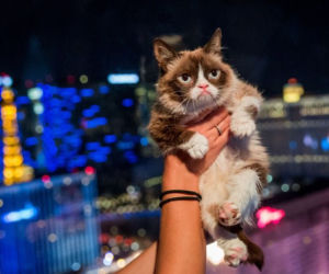 Kot BOGACZ w dwa lata zarobił 100 mln. dolarów!