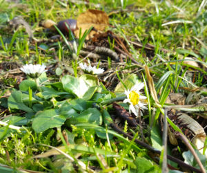 Natura budzi się do życia! W Ogrodzie Botanicznym UKW czuć już wiosnę! [ZDJĘCIA]