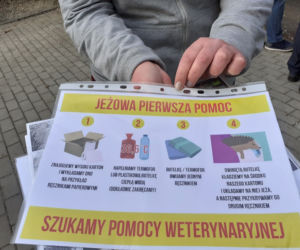 Jeże w parku na Bydgoskim Przedmieściu