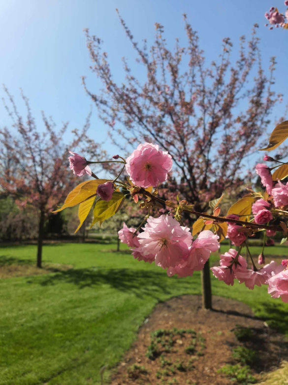 Kwitnące wiśnie i magnolie w Ogrodzie Botanicznym w Powsinie