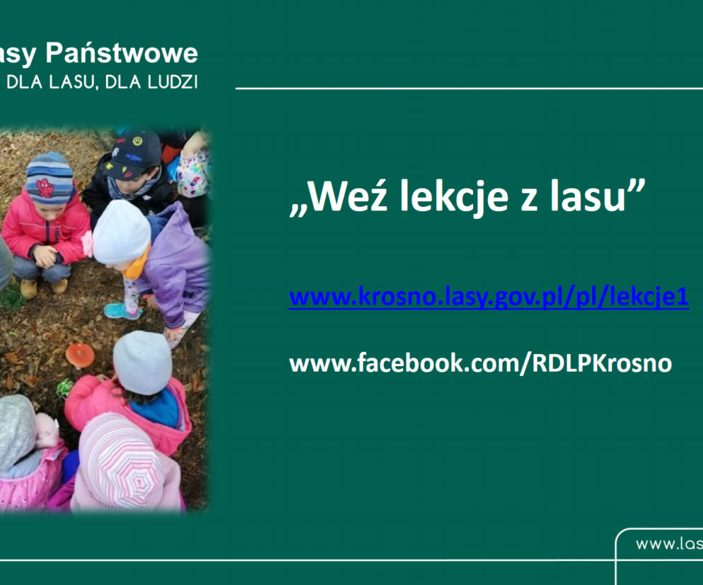 Weź lekcje z lasu! Do nauki o biologii i przyrodzie w wersji online zachęca RDLP Krosno