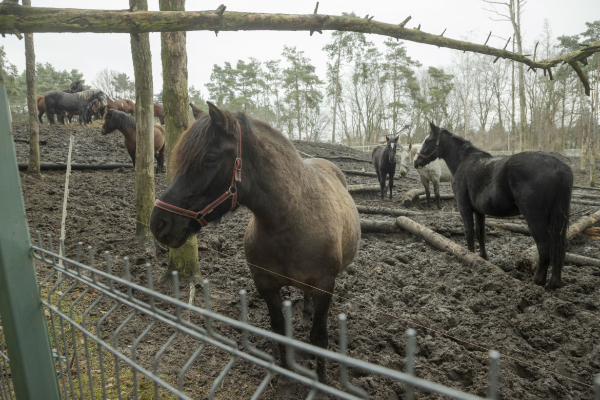  Spłonęła stadnina koni Huculski Raj na warszawskiej Białołęce. Ruszyła zbiórka na pomoc!