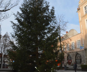 Miejska choinka już w Olsztynie. Ma ponad 8 metrów wysokości [ZDJĘCIA]