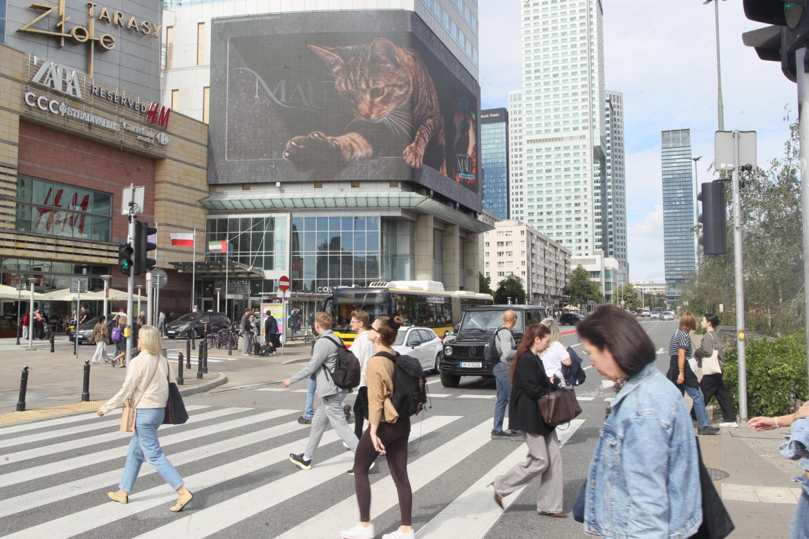Kot na ekranie reklamowym LED Warsaw STAGE na wieżowcu Skylight