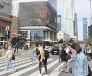 Kot na ekranie reklamowym LED Warsaw STAGE na wieżowcu Skylight