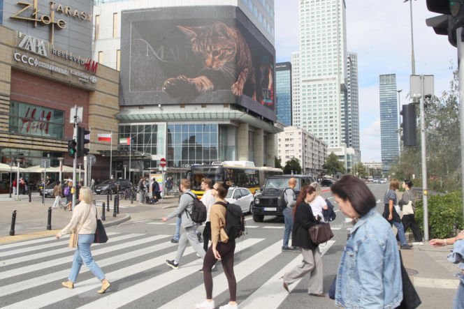 Kot na ekranie reklamowym LED Warsaw STAGE na wieżowcu Skylight