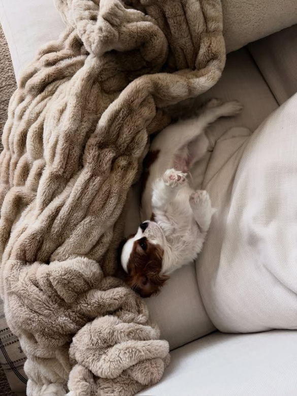 Aryna Sabalenka z partnerem i pieskiem Ash