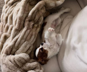 Aryna Sabalenka z partnerem i pieskiem Ash