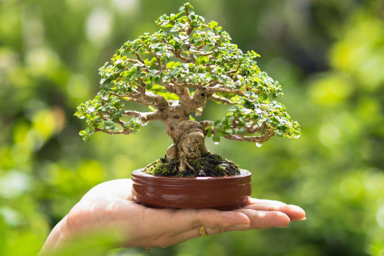 Drzewko bonsai - uprawa i pielgnacja - murator.pl