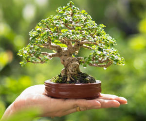 Bonsai – najważniejsze zasady pielęgnacji