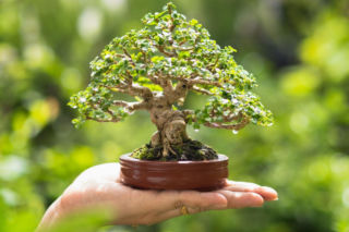 Bonsai – najważniejsze zasady pielęgnacji