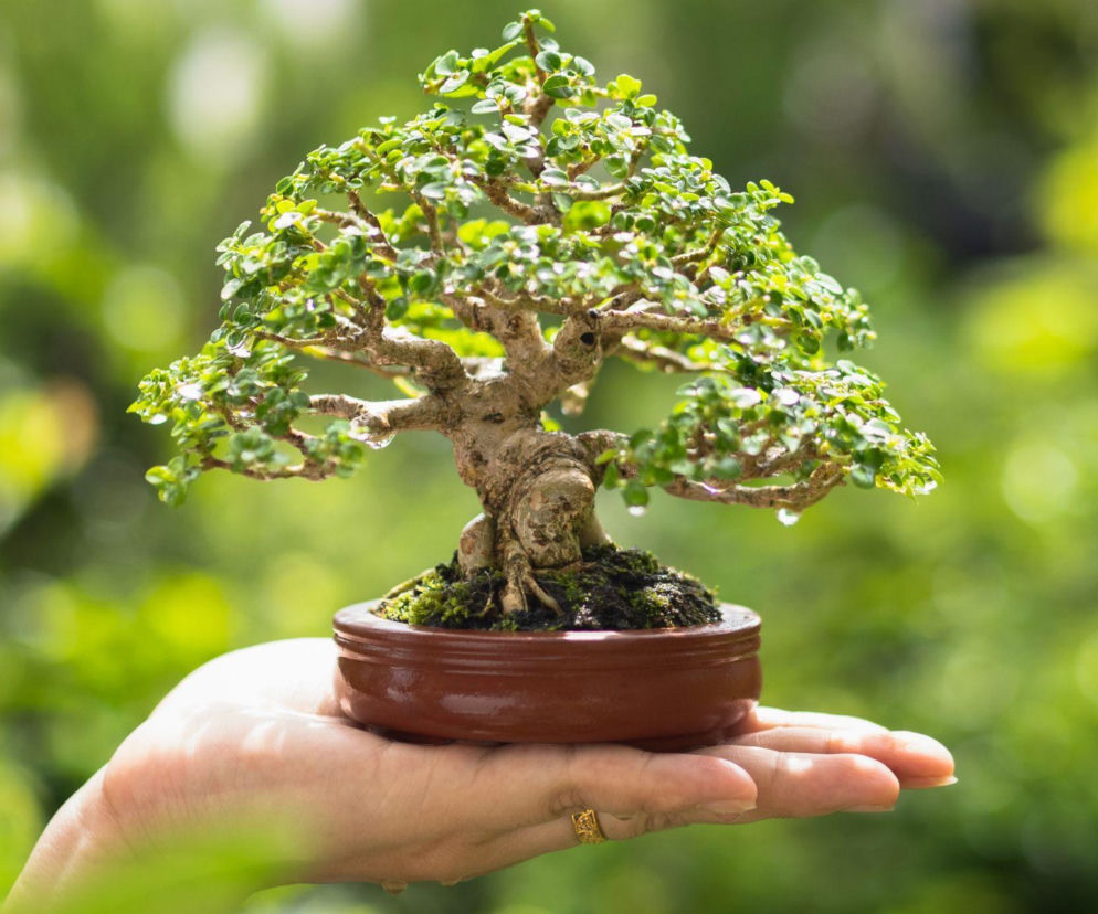 Bonsai – najważniejsze zasady pielęgnacji