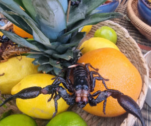 Królowe przetrwania reagują na pierwszy odcinek. Śmiech, łzy i marsowe miny